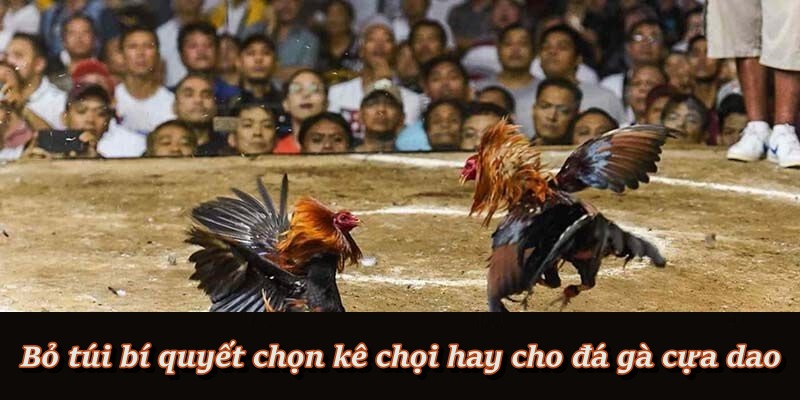 Mẹo hay để chọn chiến kê chất lượng khi chơi đá gà cựa dao